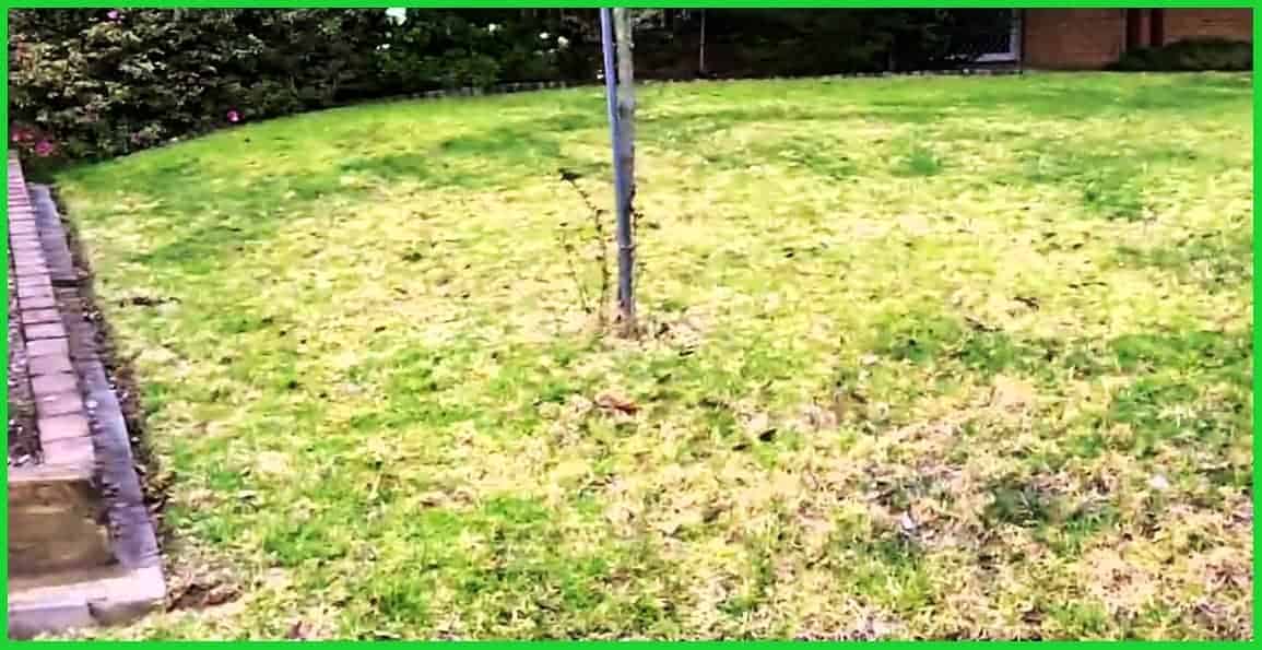 lawn problems and their solutions