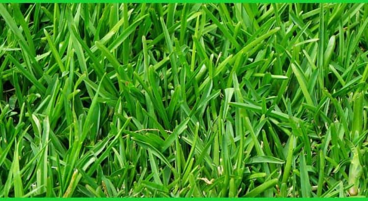 how to maintain a healthy lawn